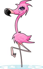 Le flamand rose.