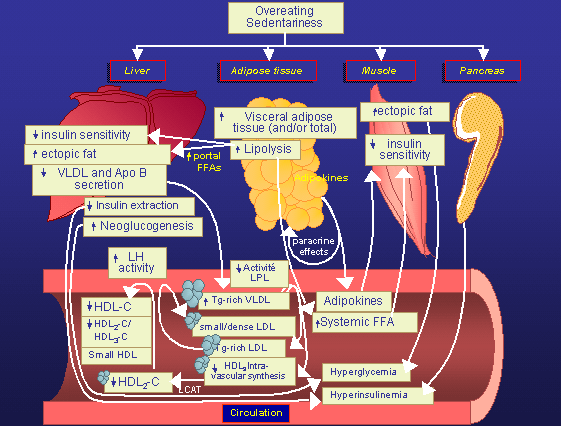 Why is obesity bad? One-slide conclusion of an advanced explanation by Dr. Andr Tchernof.