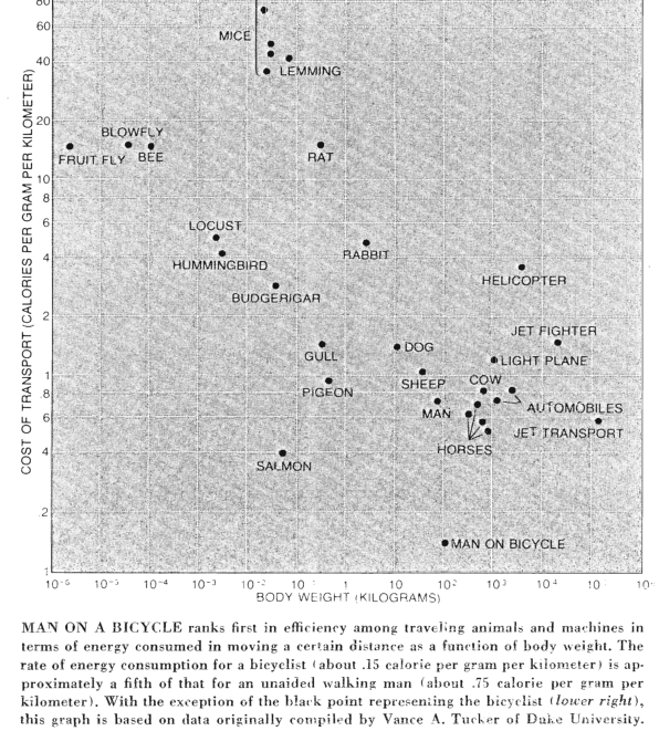 Comparaison of energy consumed in moving a certain distance as a function of body weight.