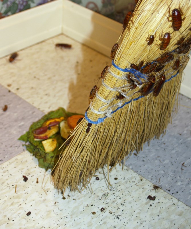 Coquerelles sur le plancher de la cuisine.