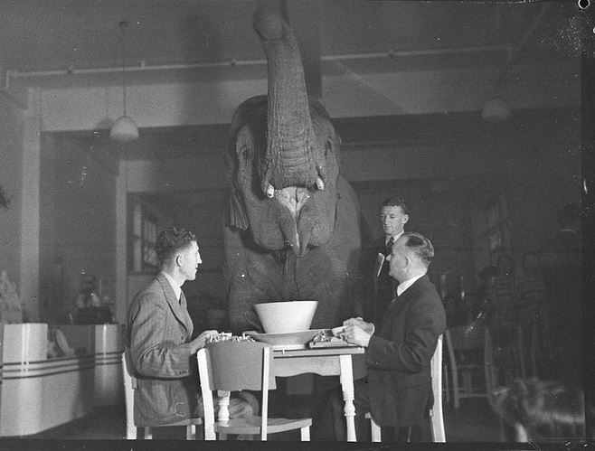 Quel lphant?